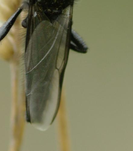 Bibio sp.