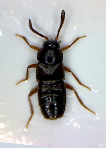 Pella sp.