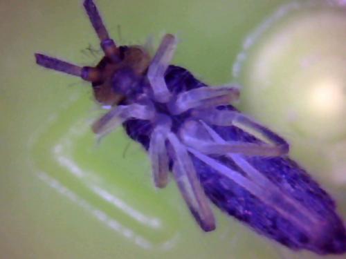 Réf. 116 534 : Willowsia buskii