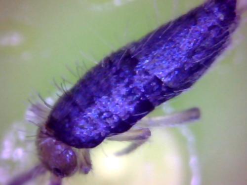 Willowsia buskii