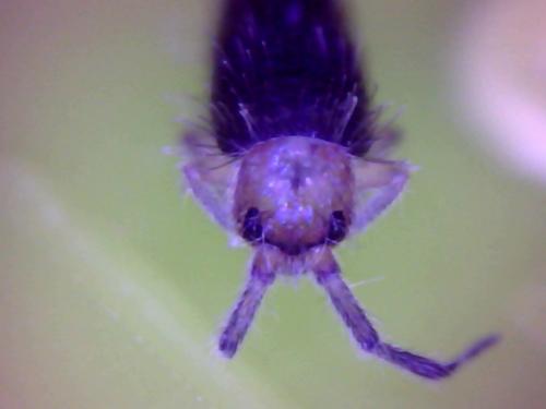 Willowsia buskii