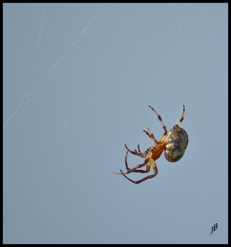 Larinioides cornutus