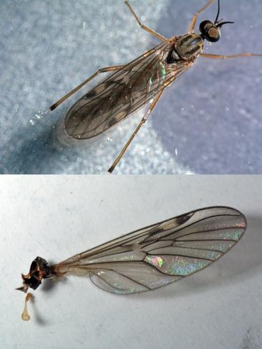 Sylvicola fuscatus