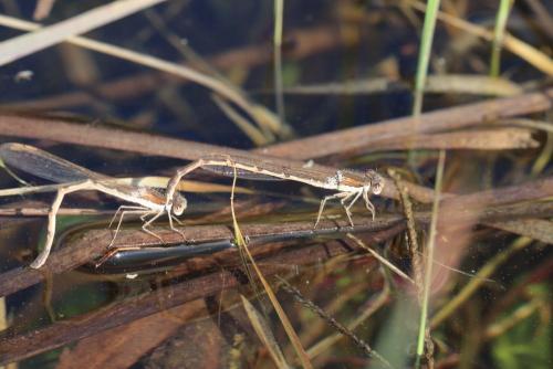 Sympecma fusca