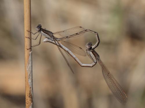 Réf. 116 237 : Sympecma fusca