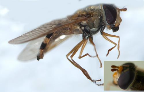 Syrphus sp.