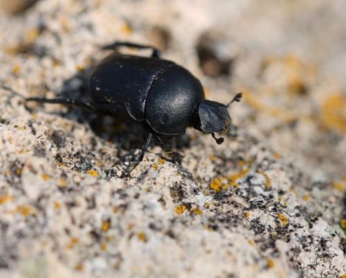 Réf. 116 405 : Gymnopleurus sp.
