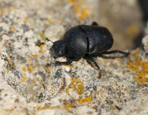 Réf. 116 406 : Gymnopleurus sp.