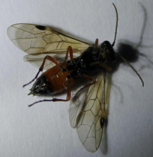 Aglaostigma aucupariae