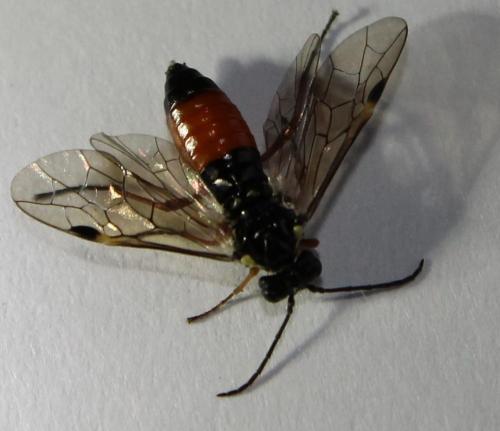 Aglaostigma aucupariae