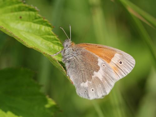 Coenonympha tullia
