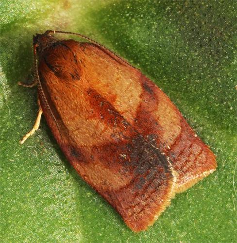 Réf. 116 558 : Cacoecimorpha pronubana
