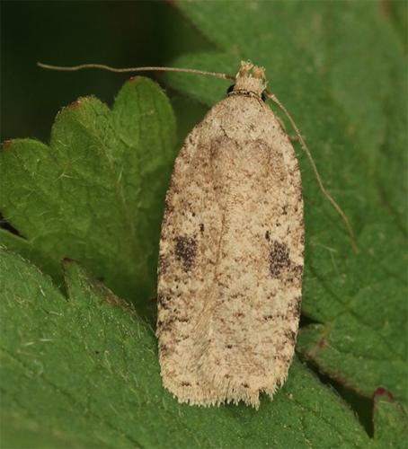 Réf. 116 990 : Agonopterix propinquella