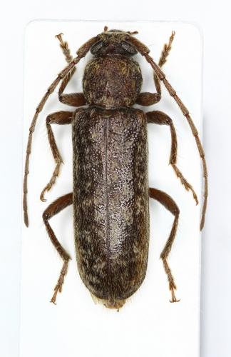 Trichoferus fasciculatus