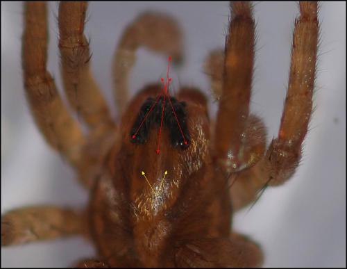 Trochosa sp.