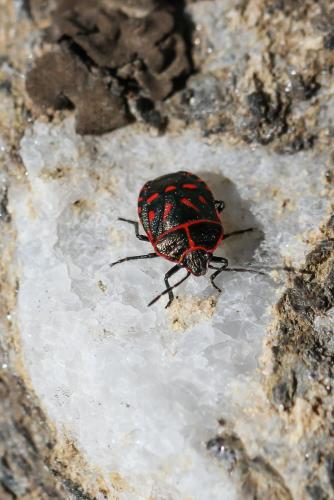 Eurydema rotundicollis