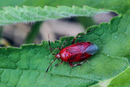 Réf. 116 762 : Deraeocoris trifasciatus