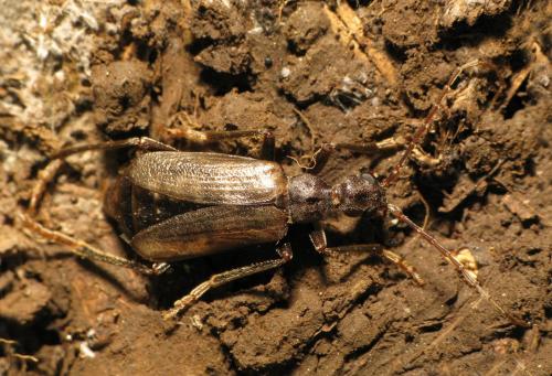 Vesperus xatarti