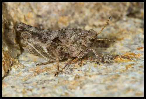 Réf. 116 921 : Tetrix sp.
