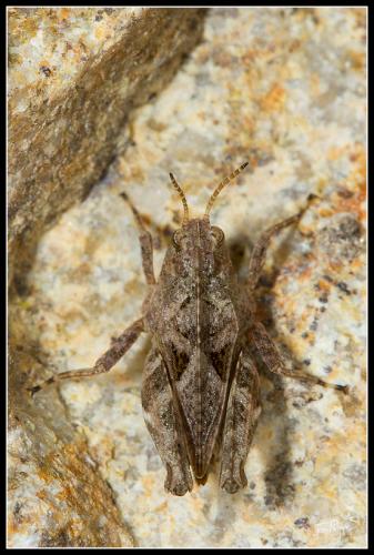 Tetrix sp.