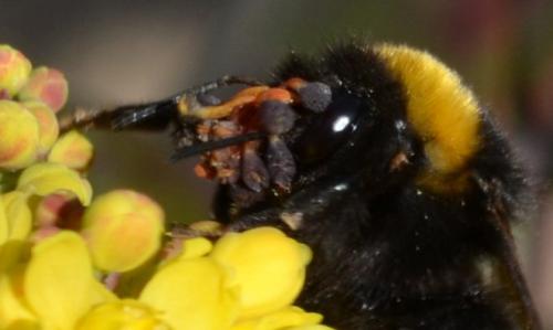 Bombus sp.