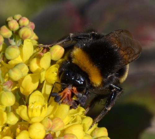 Bombus sp.
