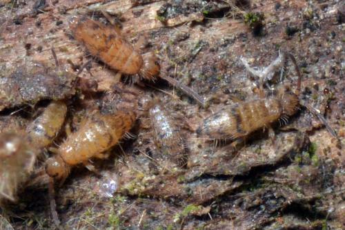 Willowsia sp.