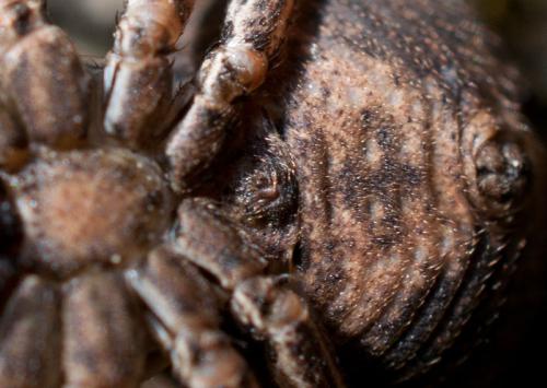 Bassaniodes bufo