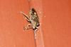 116080 – Photo : Nicolas Alric – France (12)