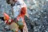 116083 – Photo : Nicolas Alric – France (12)