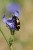 116647 – Photo : Patrick Nourdin – France (22)