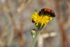 116646 – Photo : Patrick Nourdin – France (07)