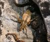 116383 – Photo : Andgelo Mombert – France (39)