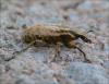 116384 – Photo : Andgelo Mombert – France (39)