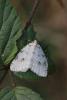 116447 – Photo : Insectesidf – France (61)