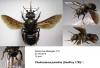 116606 – Photo : Arthropa - Benoit Martha – France (71)