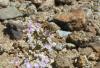 116043 – Photo : Gomjabar35 – France (35)