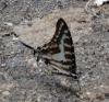 116904 – Photo : Olivier Matton – Madagascar