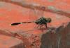 116121 – Photo : Jean-Claude Jamoulle – Singapour