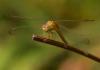 116159 – Photo : Jean-Claude Jamoulle – Singapour