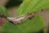 116434 – Photo : Insectesidf – France (72)