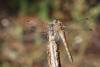 116594 – Photo : Lionel Casset – France (33)