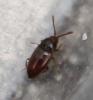 Atomaria sp.
