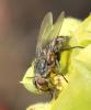 Pollenia sp.