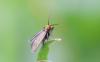 116833 – Photo : Stephane FERNANDES – France (30)