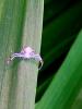 Misumena vatia