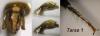 116396 – Photo : Arthropa - Benoit Martha – France (21)