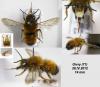 116433 – Photo : Arthropa - Benoit Martha – France (71)