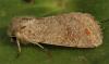 116878 – Photo : Yoann Pelouard – France (72)
