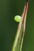 116481 – Photo : S. Regnard – Liechtenstein